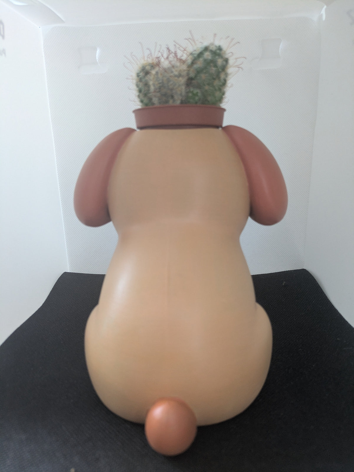 Cane Plant Friends Porta piante per succulente e mini piante – vista frontale senza pianta
